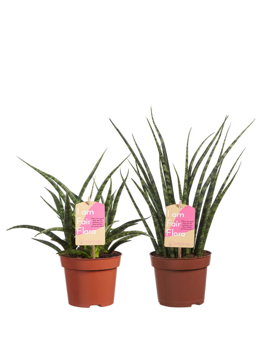 Sanseveria