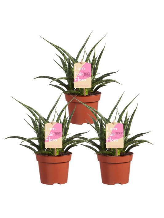 Sanseveria