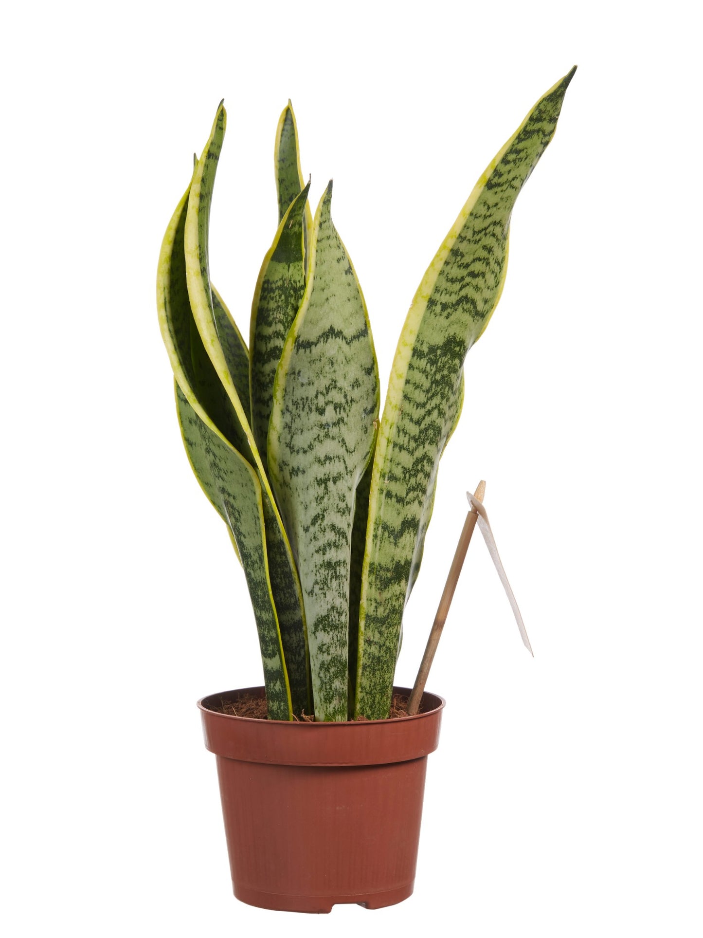 Sanseveria, vrouwentong