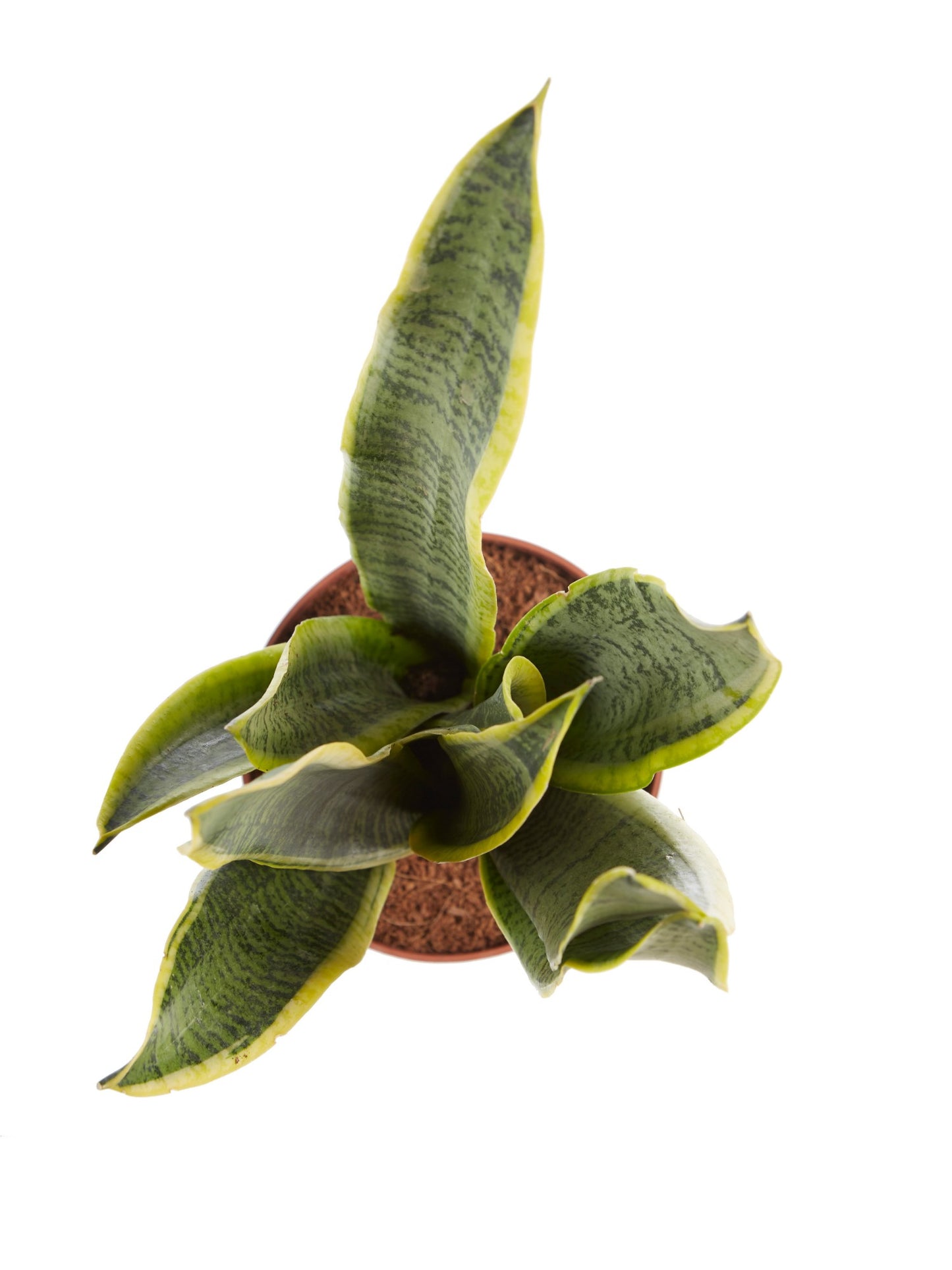 Sanseveria, vrouwentong