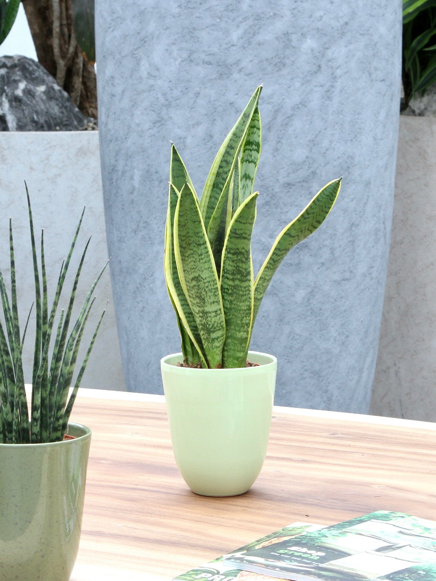 Sanseveria, vrouwentong