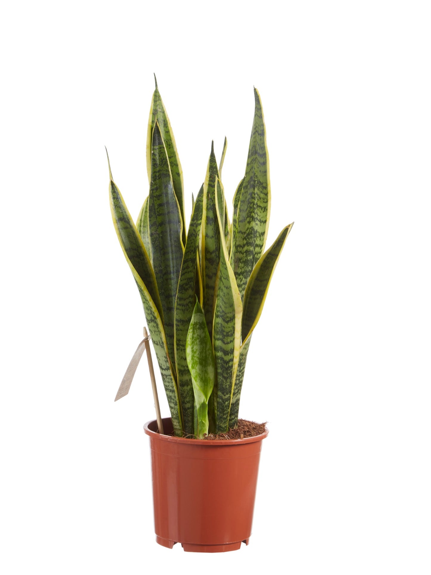 Sanseveria, vrouwentong
