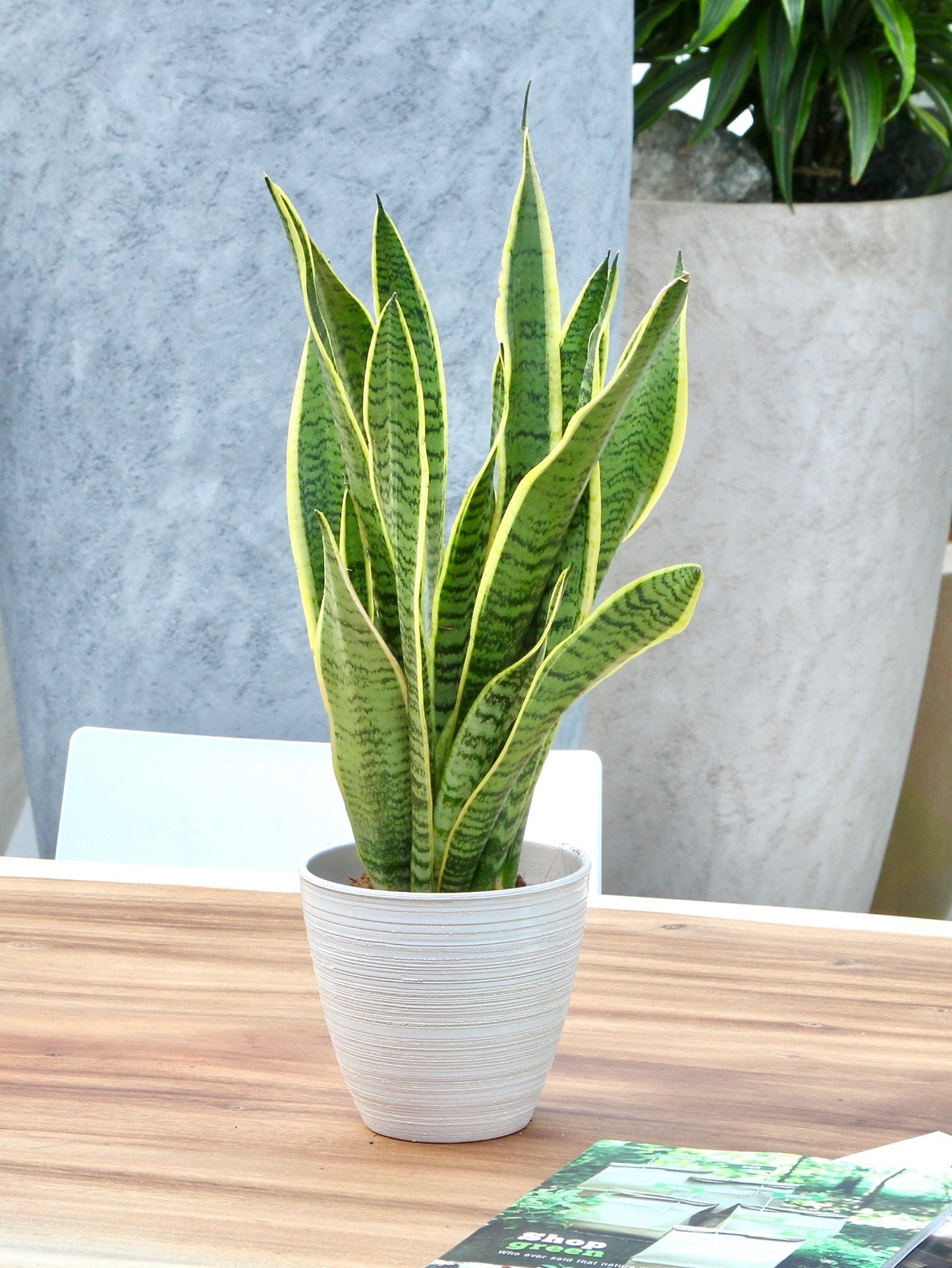 Sanseveria, vrouwentong