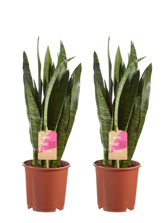 Sanseveria, vrouwentong