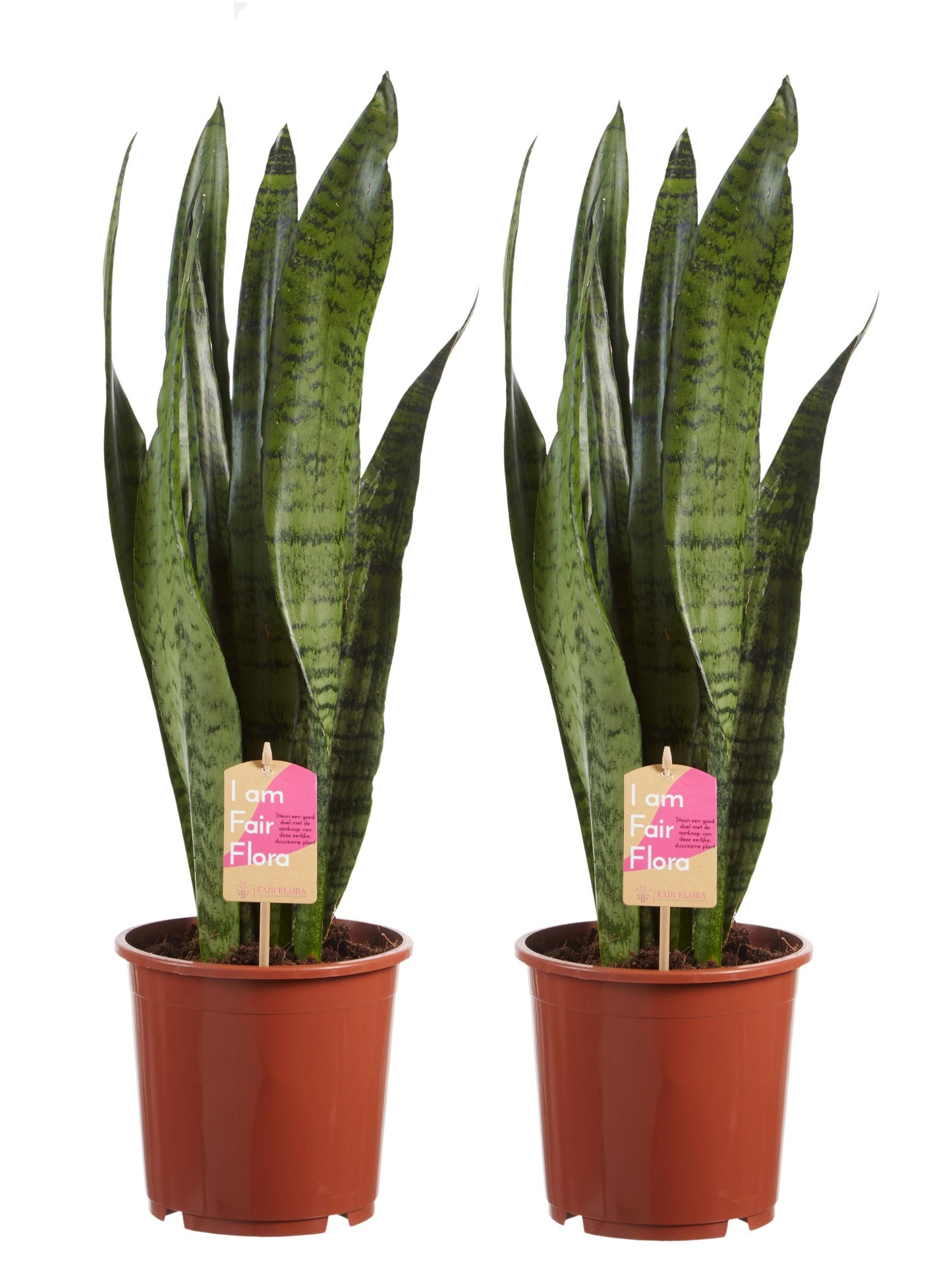 Sanseveria, vrouwentong