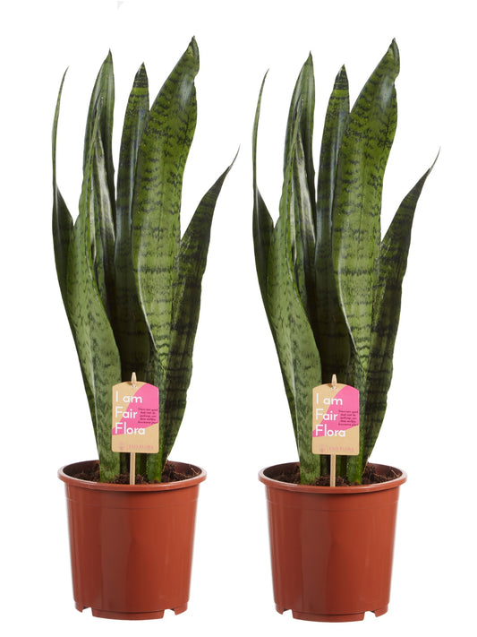 Sanseveria, vrouwentong