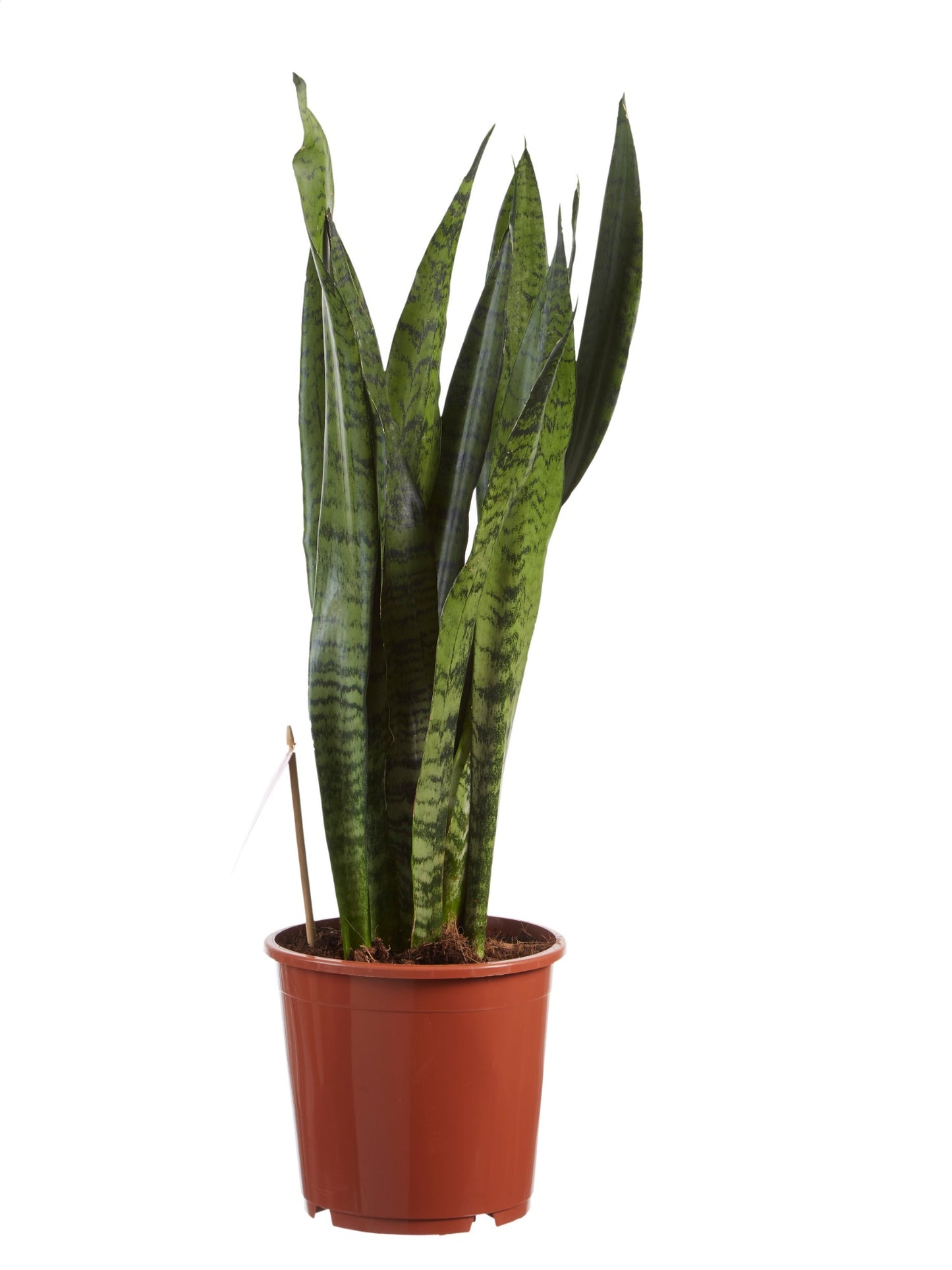 Sanseveria, vrouwentong