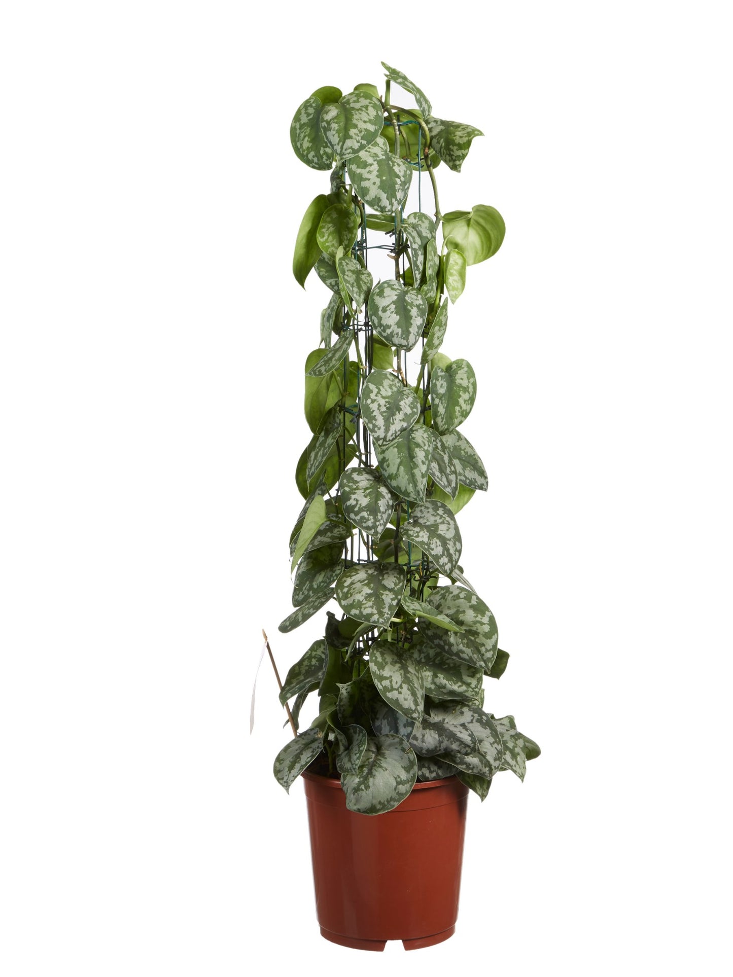 Scindapsus Trebie