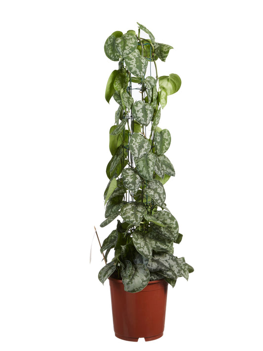 Scindapsus Trebie