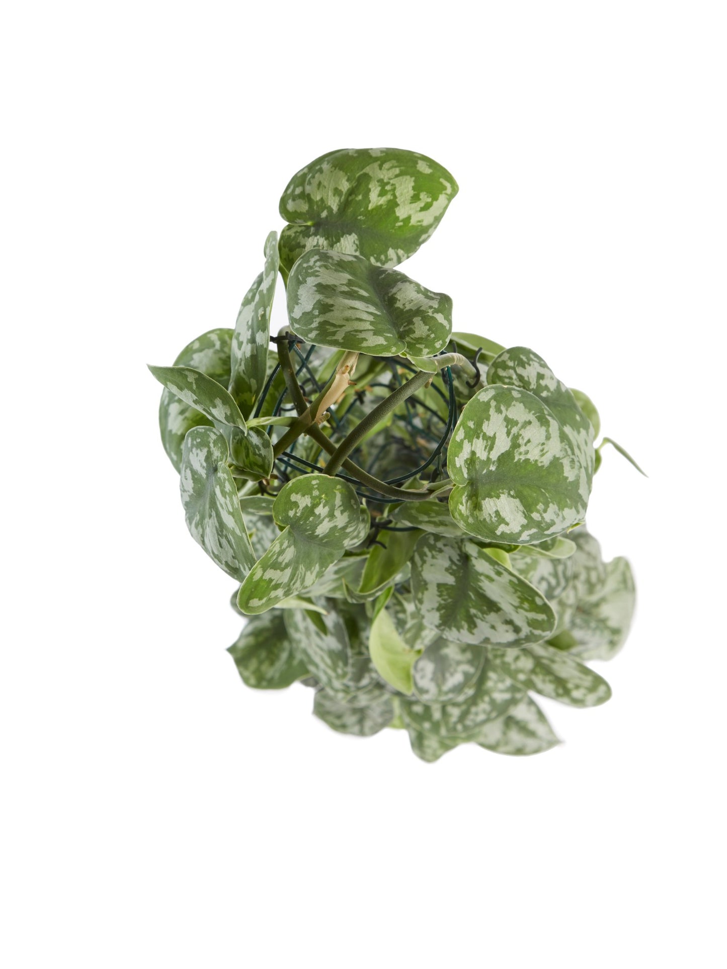 Scindapsus Trebie