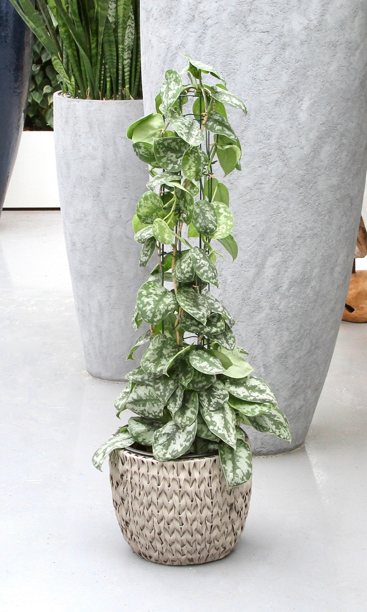Scindapsus Trebie