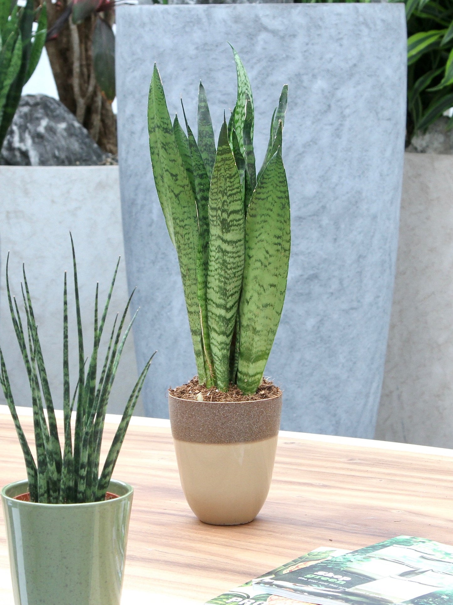 Sanseveria, vrouwentong