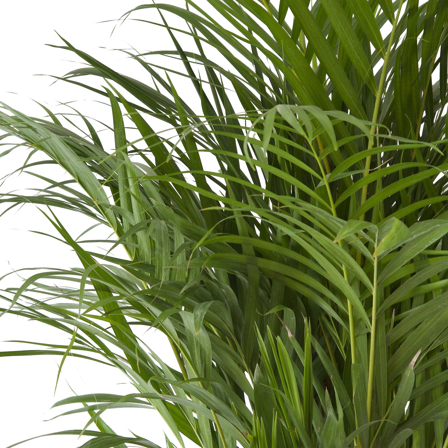 Goudpalm