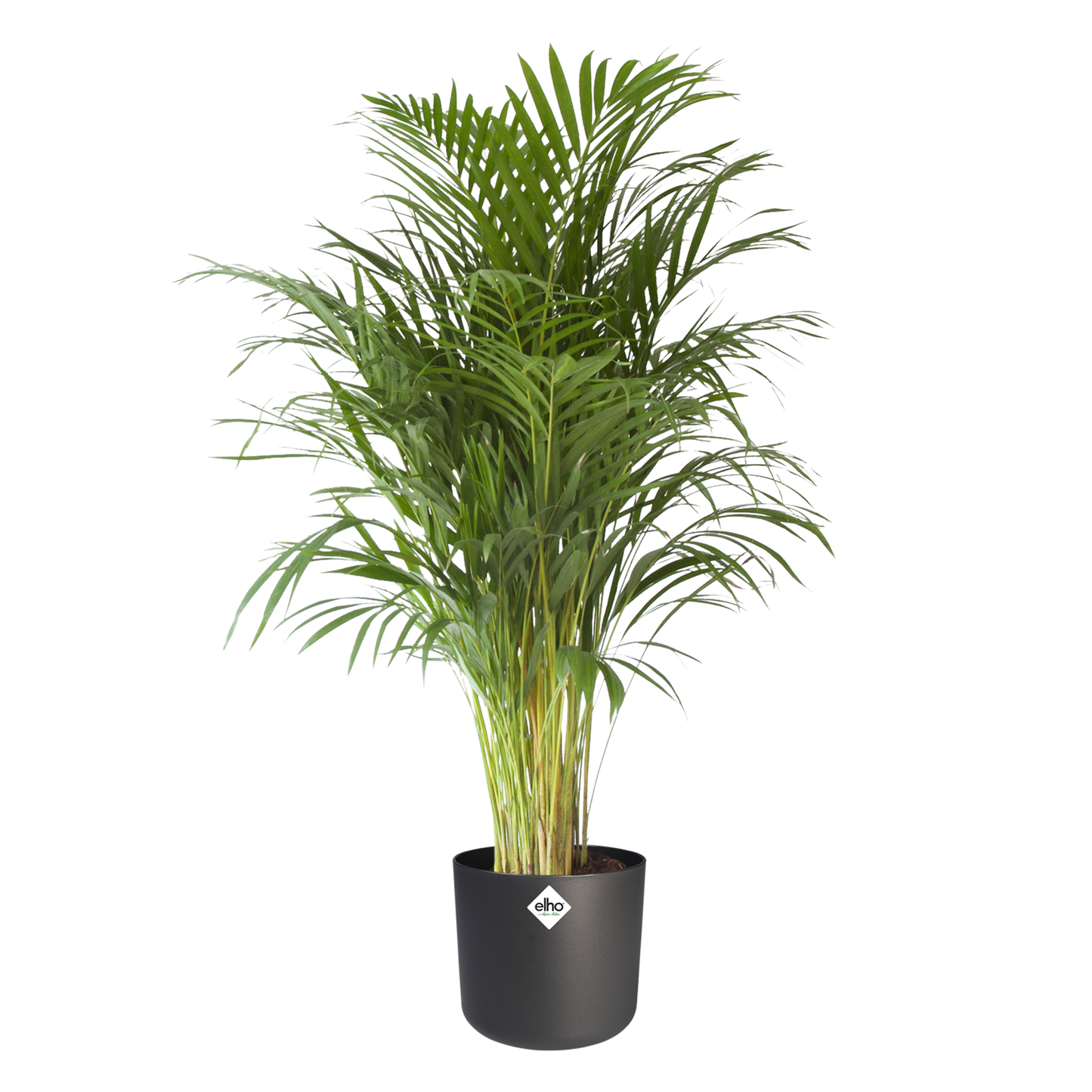 Goudpalm in ® ELHO b.for soft sierpot