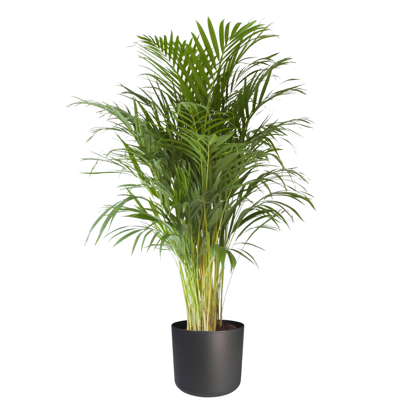 Goudpalm in ® ELHO b.for soft sierpot
