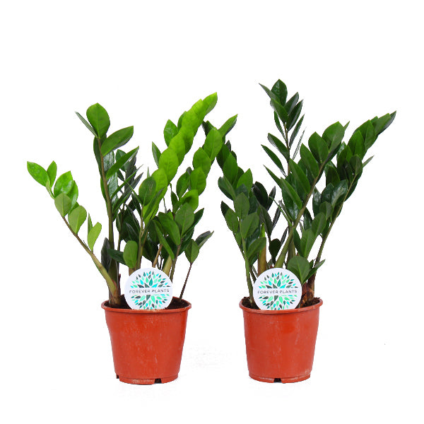 Set van 2x Zamioculcas
