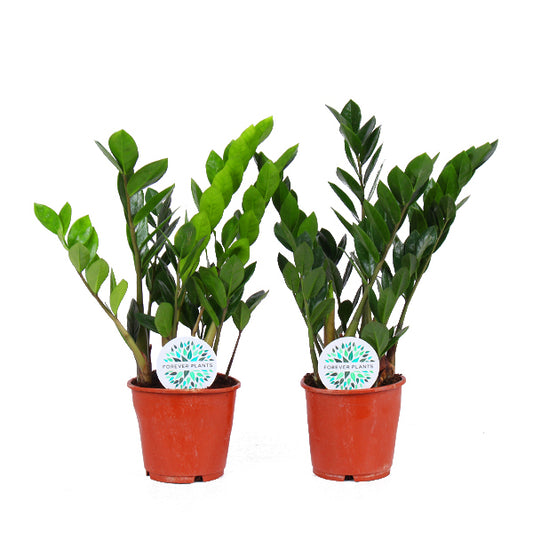 Set van 2x Zamioculcas