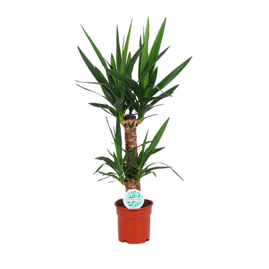 Yucca 45-20