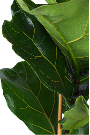 Ficus Lyrata