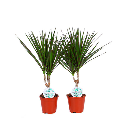 Set van 2x Dracaena Marginata 1 stam