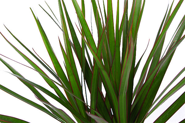 Set van 2x Dracaena Marginata 1 stam