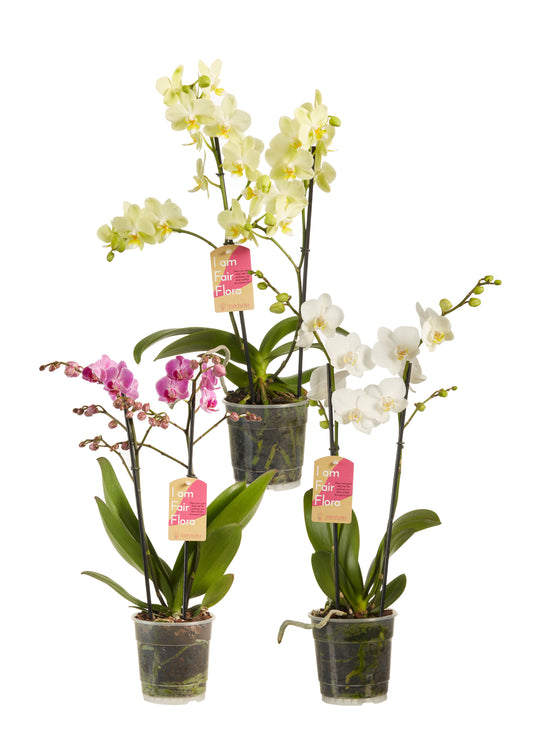 Phalaenopsis multiflora gemengd