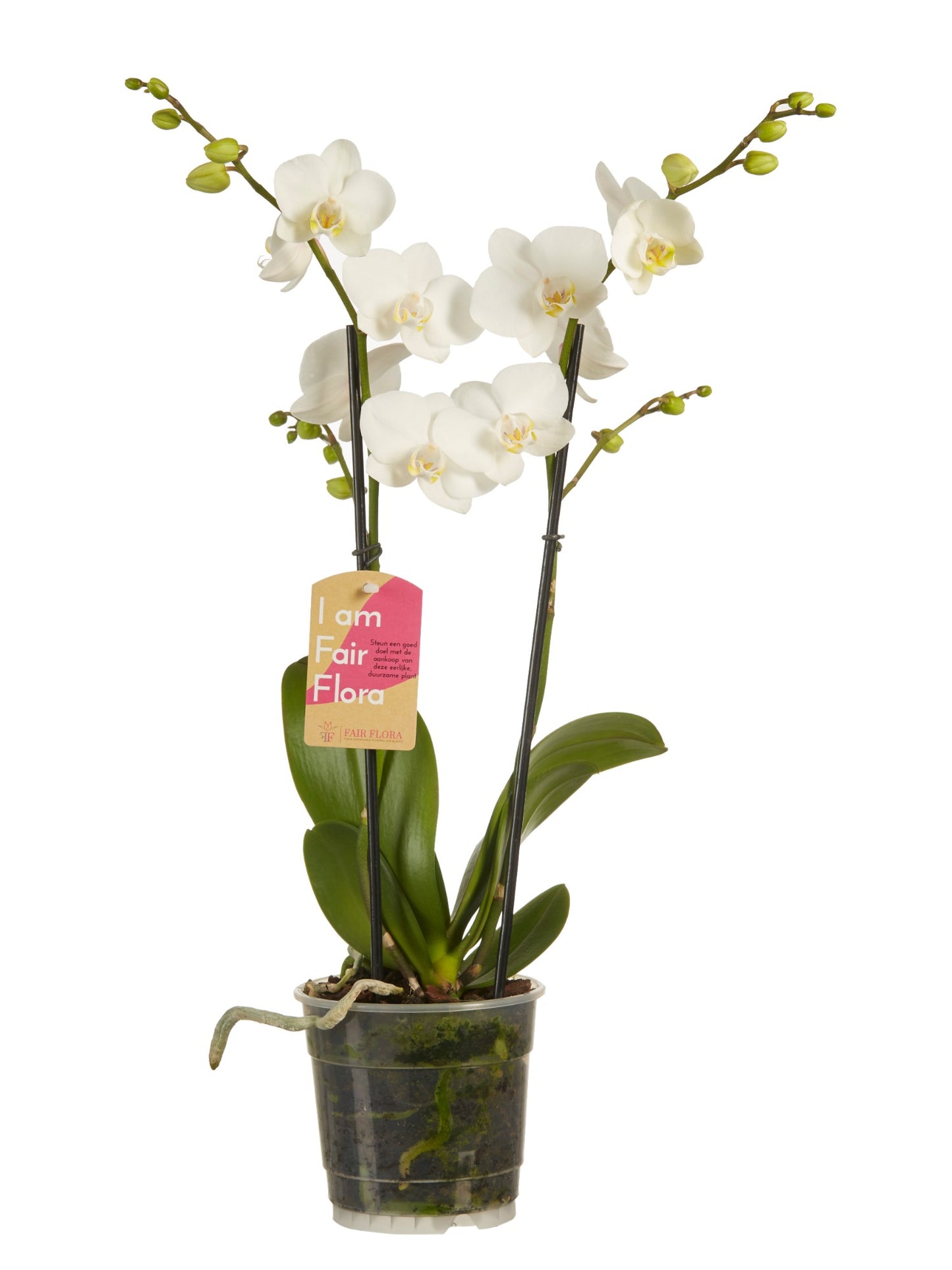 Phalaenopsis multiflora gemengd
