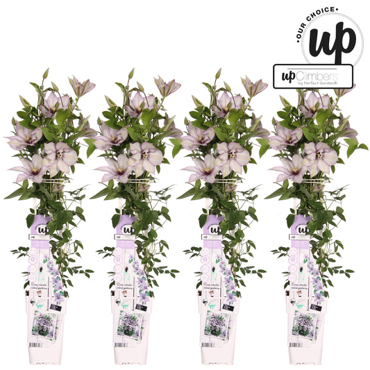 Clematis Samaritan Jo