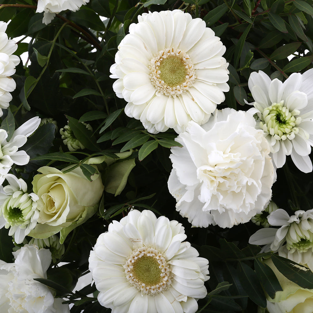 Springtime White