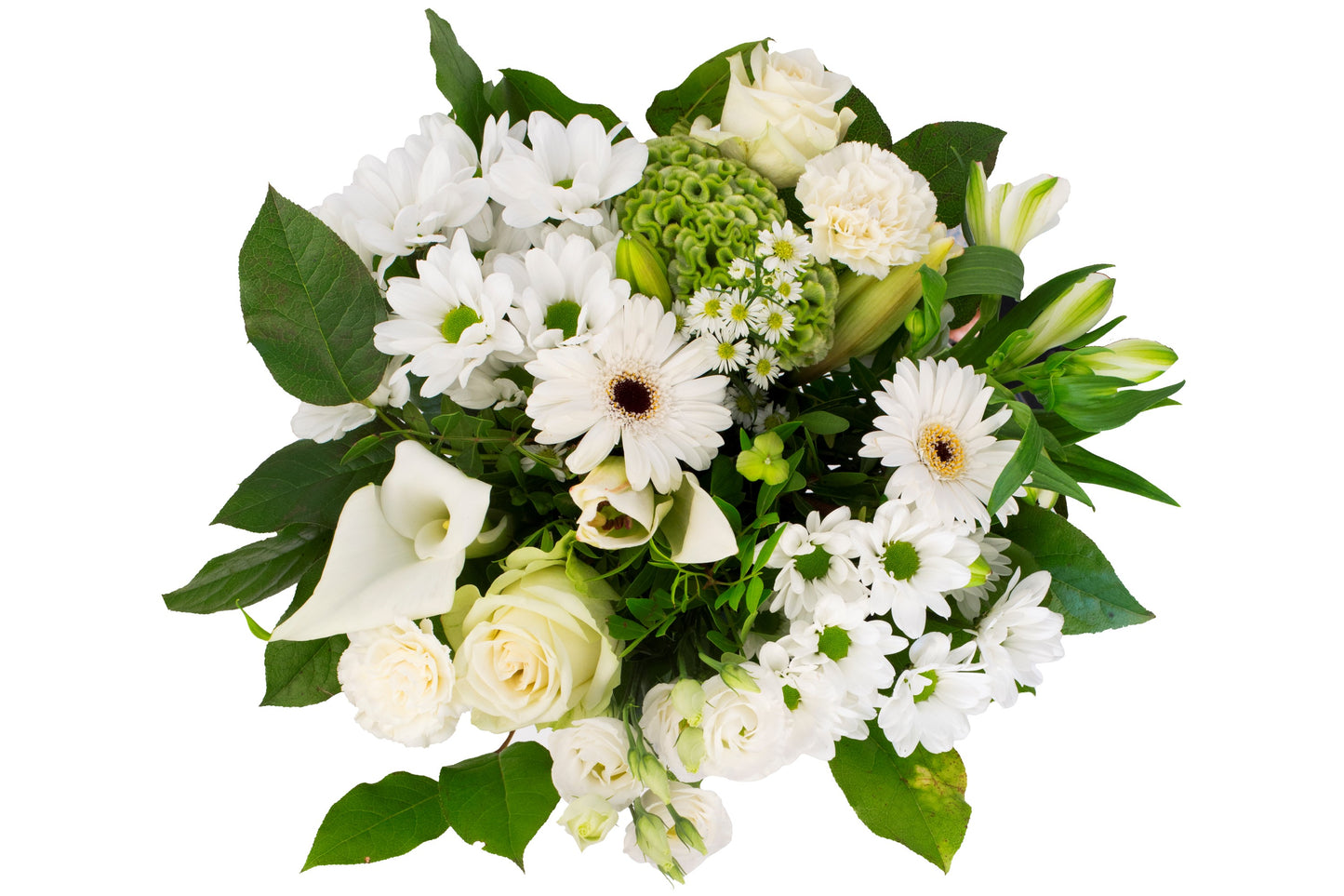 Kim Large White
