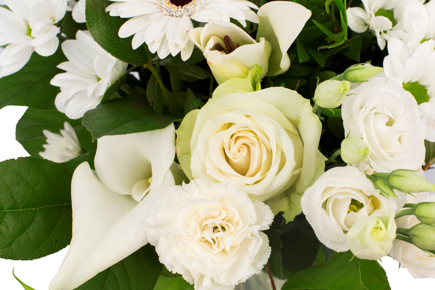 Kim Large White