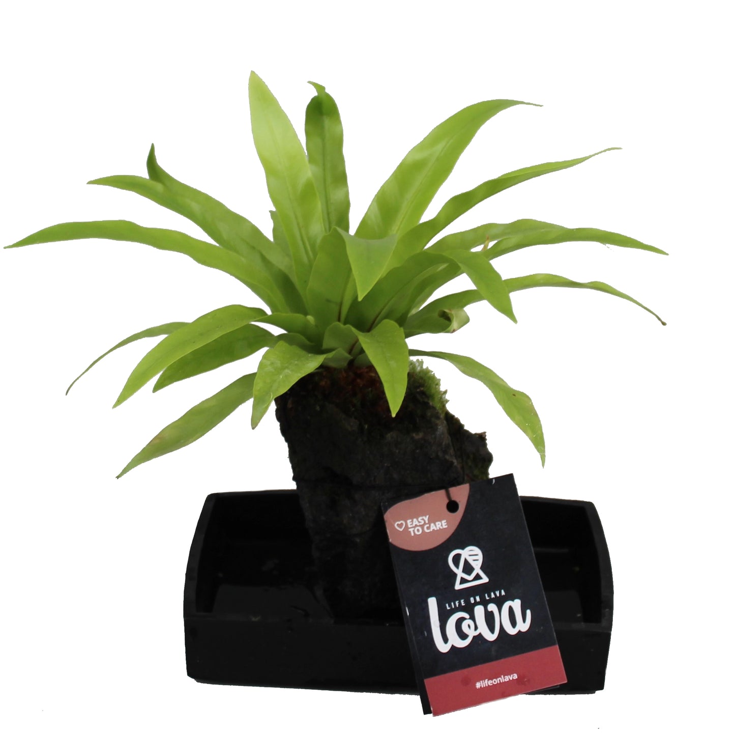 Lova Asplenium