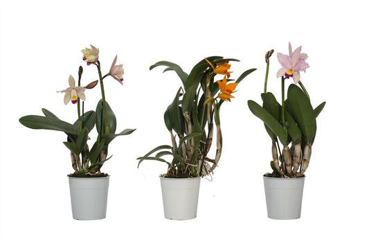 Cattleya p12 Mix 2T