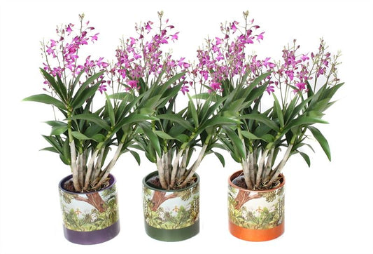 Botanica mix Dendr Berry Oda
