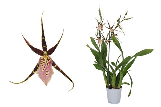Brassia Sherlob Tolkien 2T