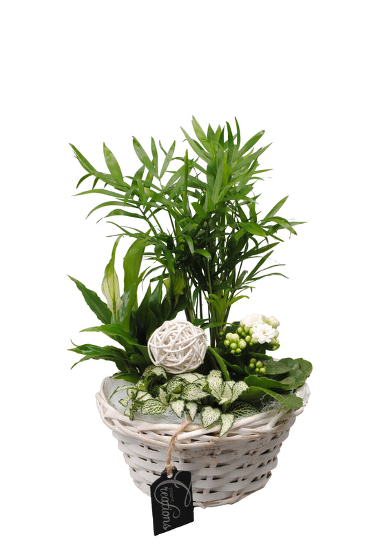 Arrangement Basic creatie in mand wit