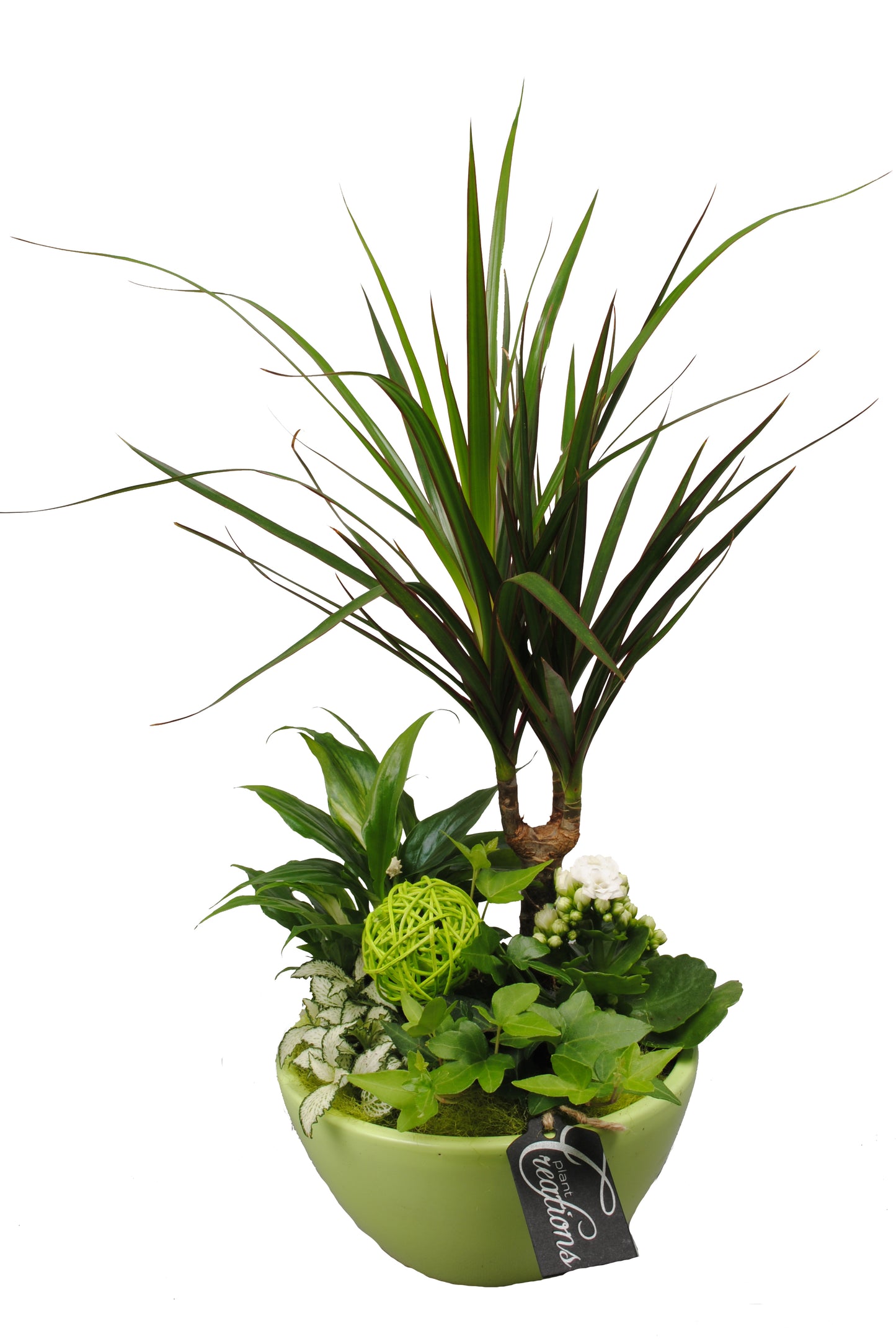 Arrangement Basis creatie in schaal keramiek groen