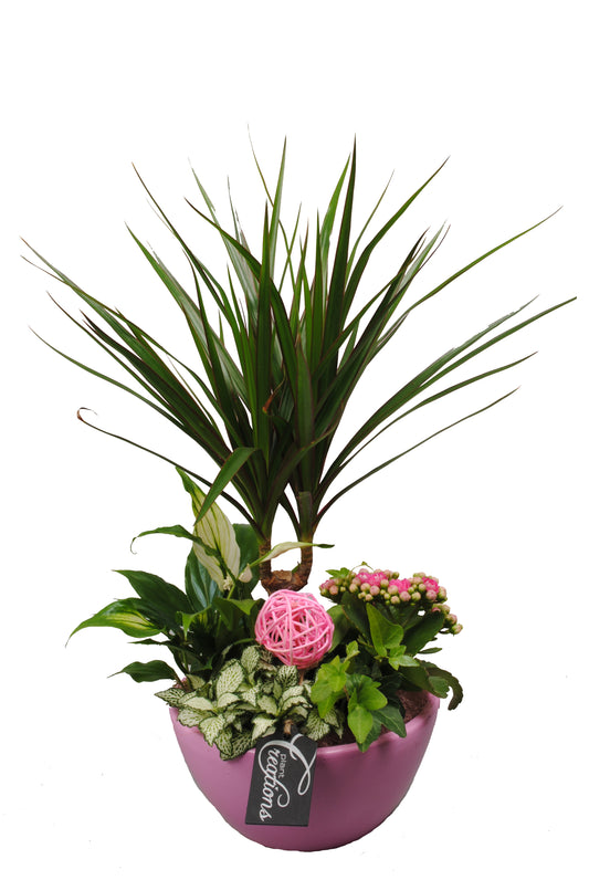 Arrangement Basis creatie in schaal keramiek roze