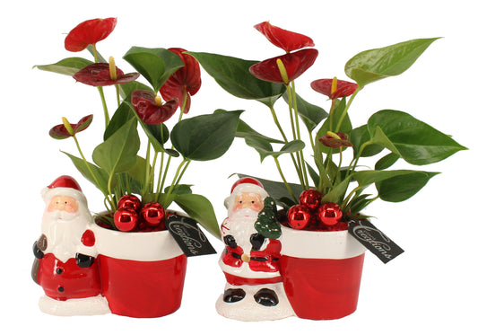 Kerst arrangement