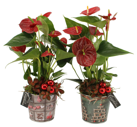 Kerst arrangement