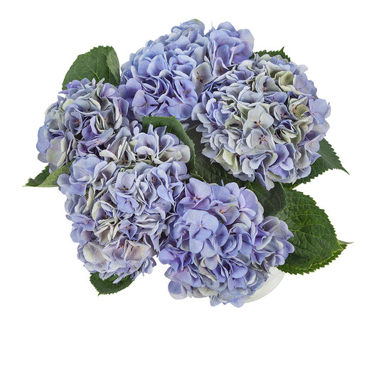 Hortensia