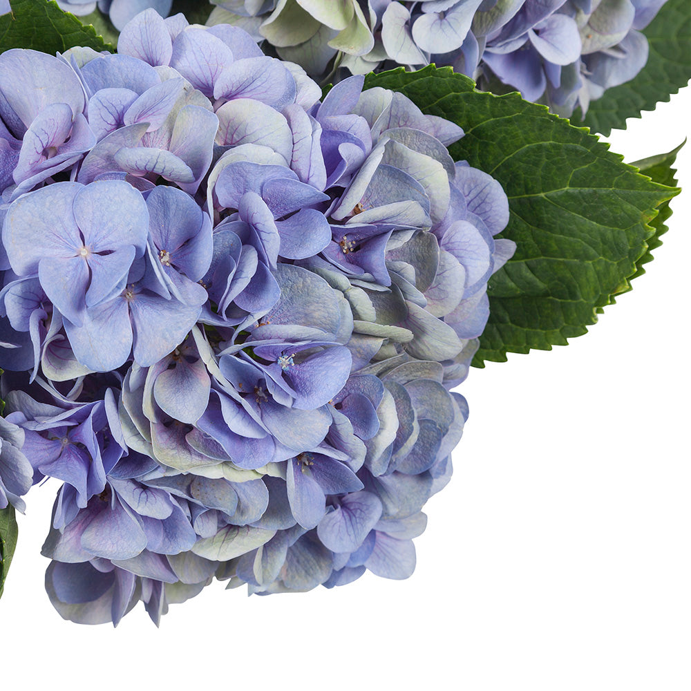 Hortensia