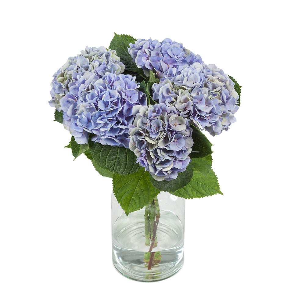 Hortensia