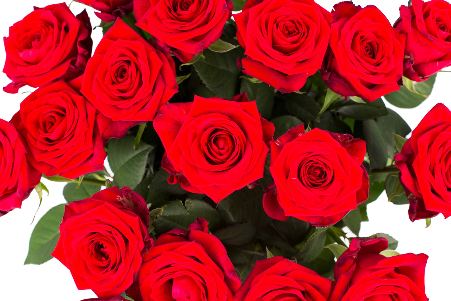 Roos Red Naomi Large (20 stuks)