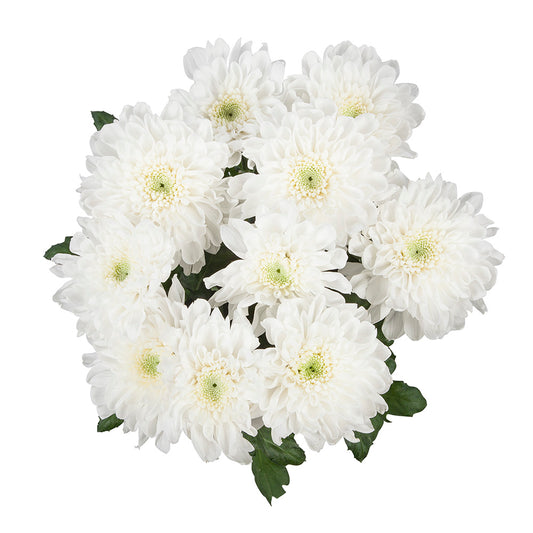 Chrysant
