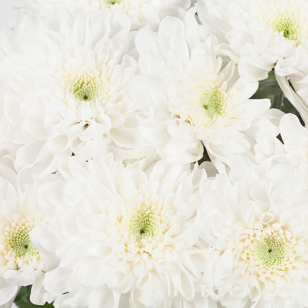 Chrysant