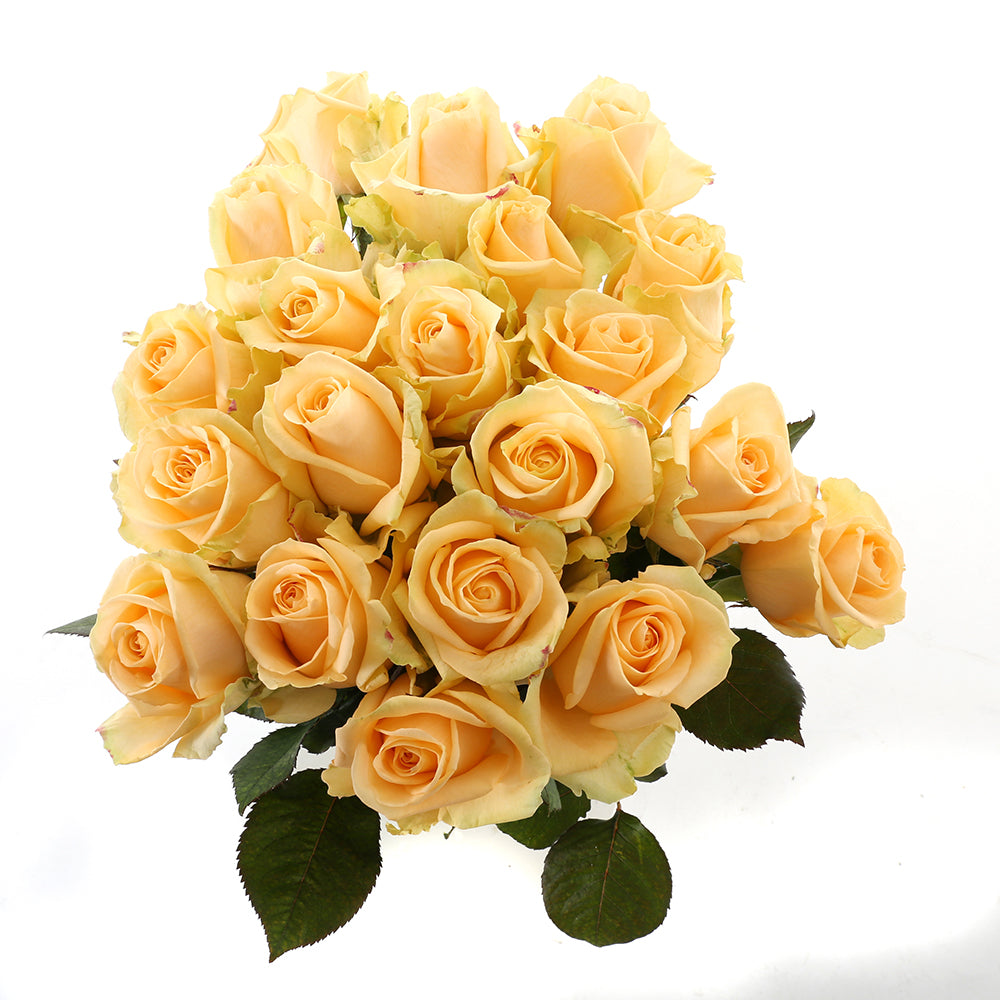 Roos Peach Avalanche Large (20 stuks)