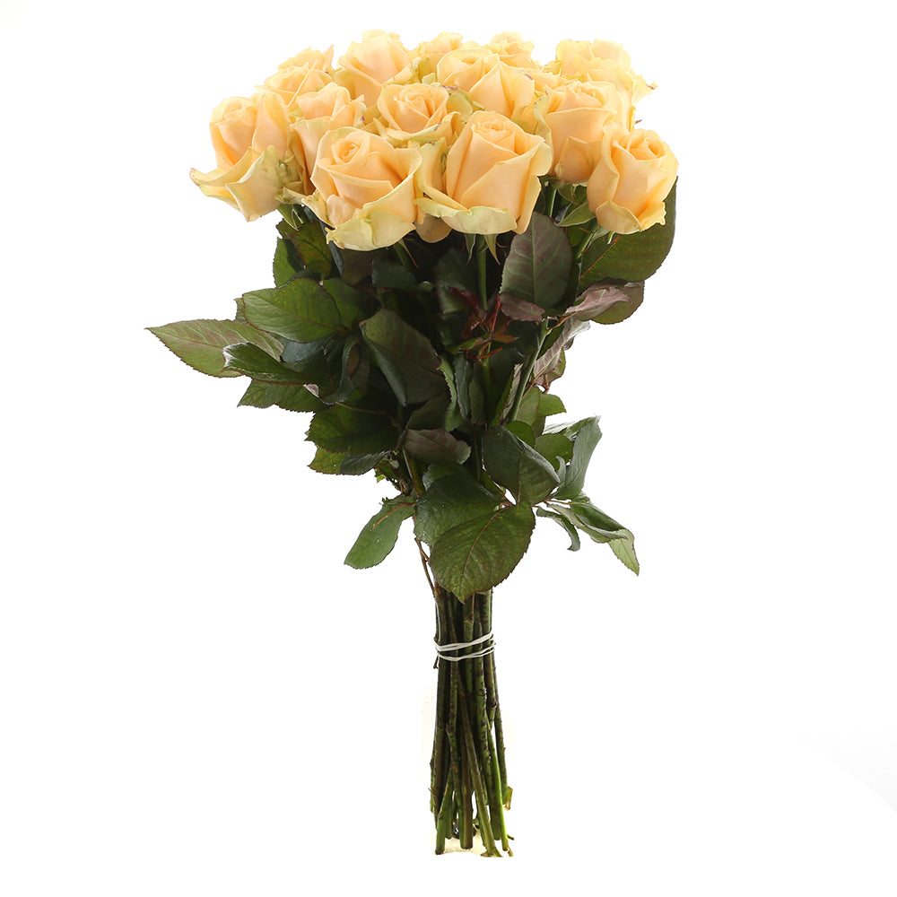 Roos Peach Avalanche Large (20 stuks)