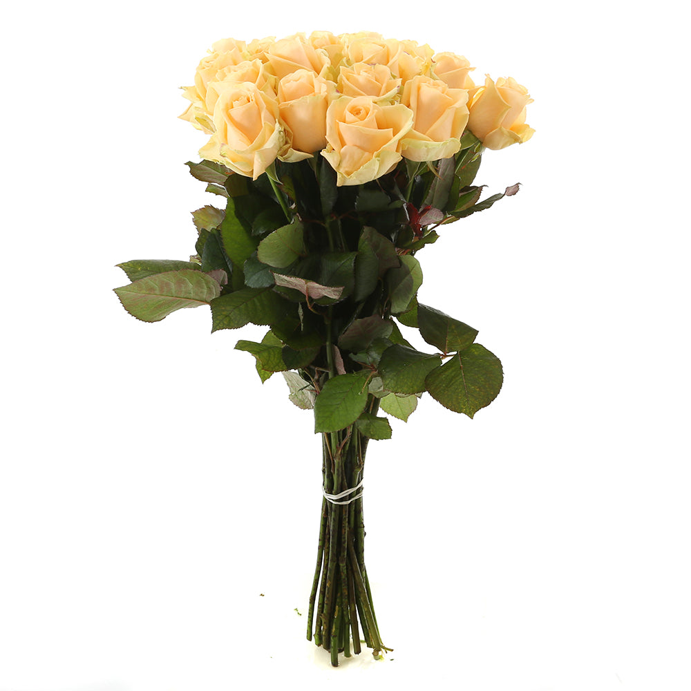 Roos Peach Avalanche Large (20 stuks)
