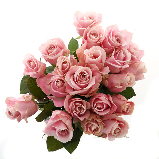 Roos Pink Avalanche Large (20 stuks)